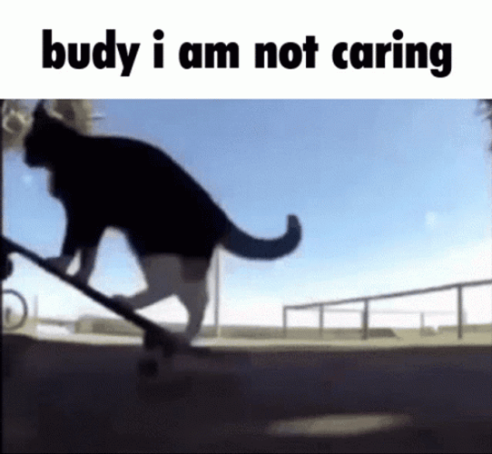 Maxwell Cat Meme Buddy I Am Not Caring GIF