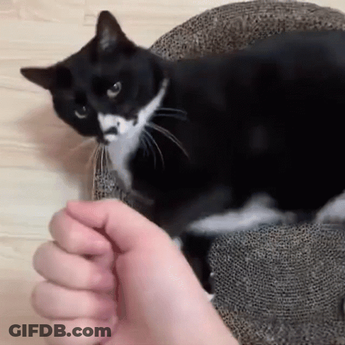 Maxwell Cat Meme GIF