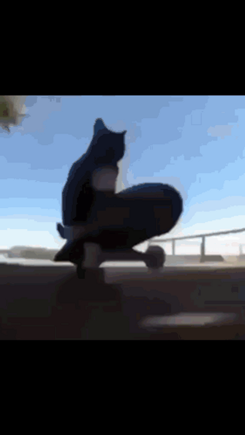 Maxwell Cat Meme California Girls GIF