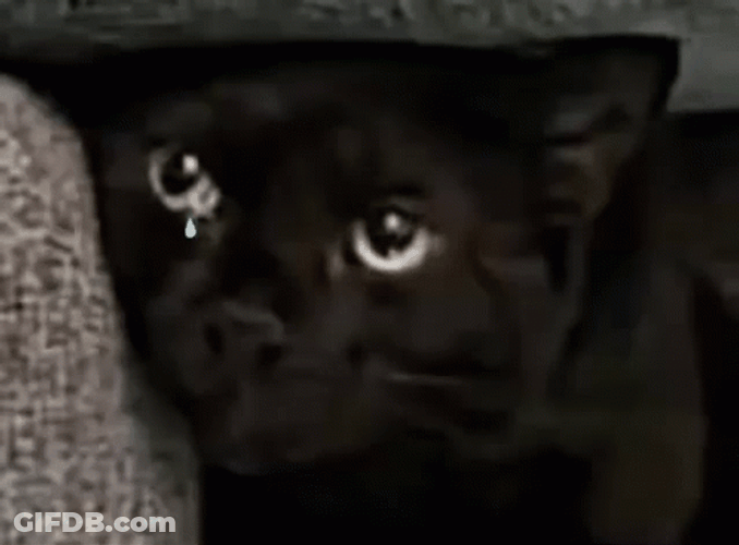 Maxwell Cat Meme Crying GIF
