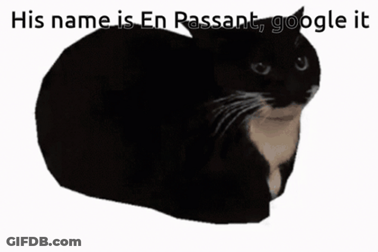 Maxwell Cat Meme Google Her Name GIF