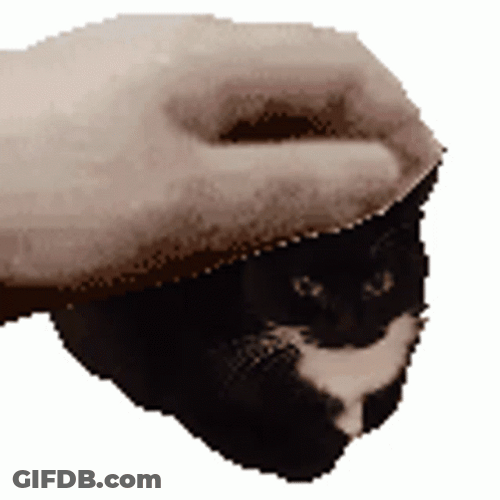 Maxwell Cat Meme Hand Head Massage GIF