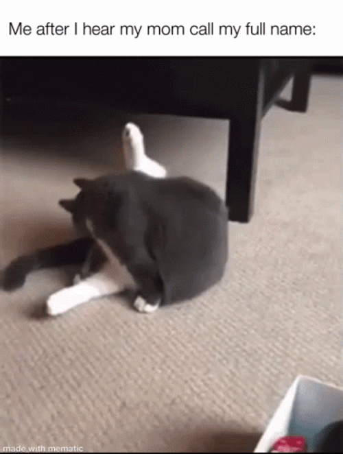 Maxwell Cat Meme Hearing Mom Call Full Name GIF