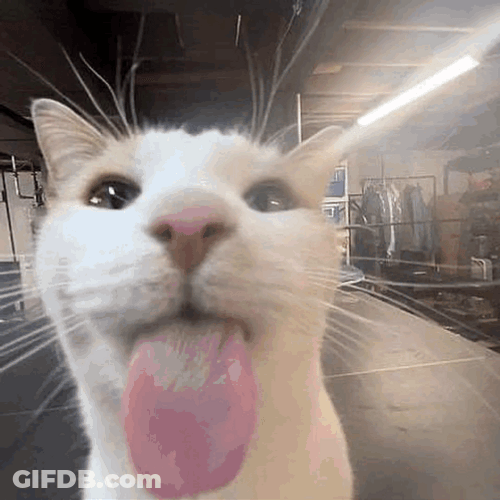 Maxwell Cat Meme I Have Two Sides GIF