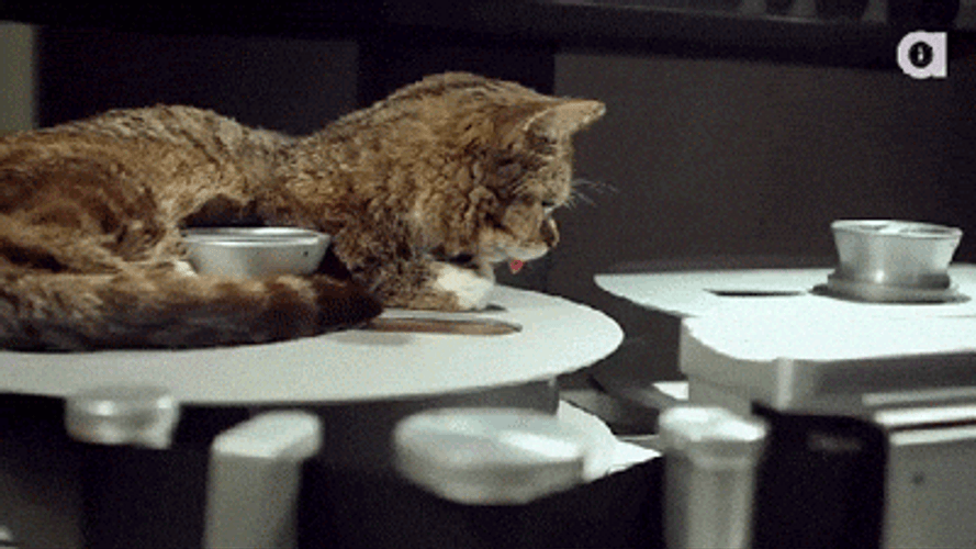 Maxwell Cat Meme Orange Cat Tongue Out GIF