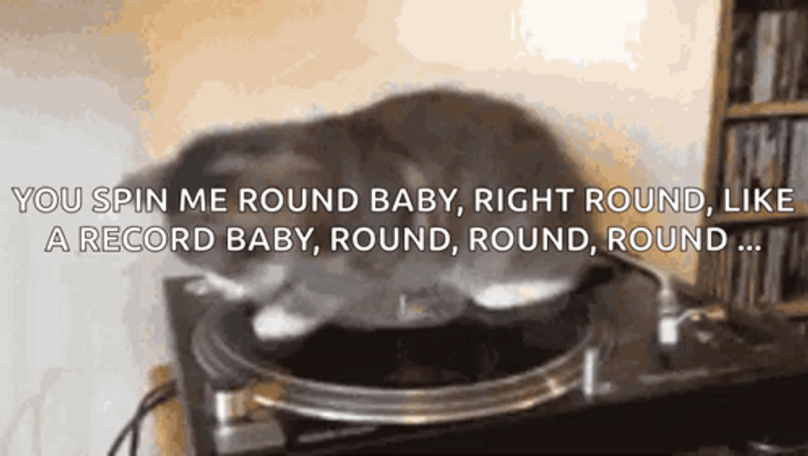 Maxwell Cat Meme Spin Me Round Baby GIF