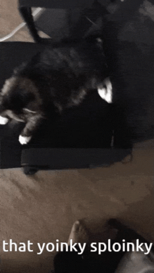 Maxwell Cat Meme That Yoinky Sploinky GIF