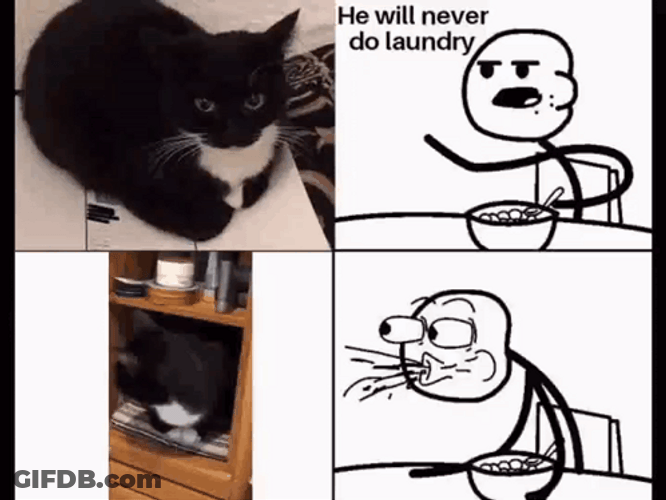 Maxwell Cat Meme Trolled GIF