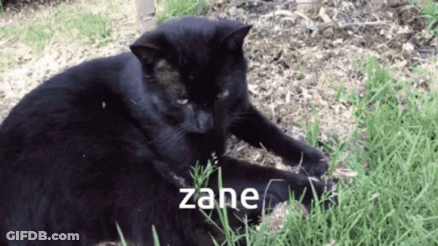 Maxwell Cat Meme Zane GIF