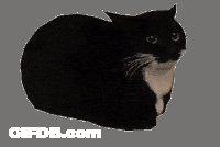 Maxwell Spinning Cat GIF