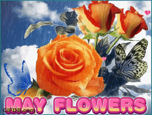 May Flowers Greeting Card With Roses And Butterflies GIF