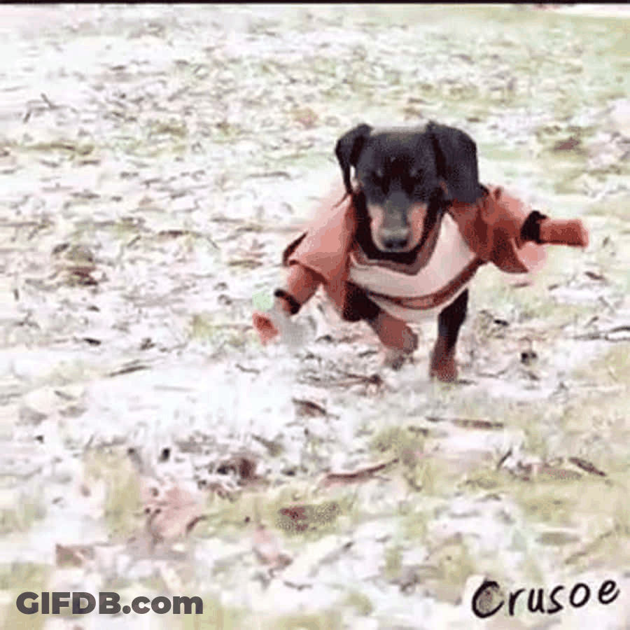 May The Force Be With You Crusoe The Dog GIF