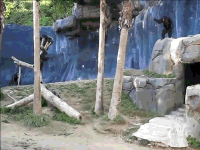 May The Force Be With You Monkey Lighsaber Meme GIF