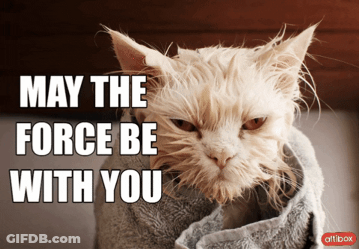 May The Force Be With You Yoda Cat Meme GIF