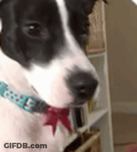 Maya Boston GIF
