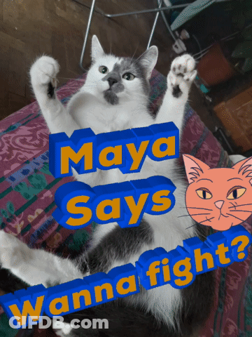 Maya Says Wanna Fight With Cat On Bed GIF