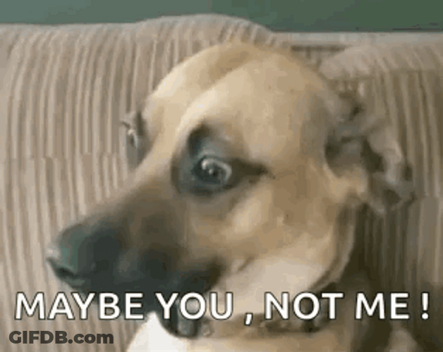 Maybe You Not Me Meme Dog GIF