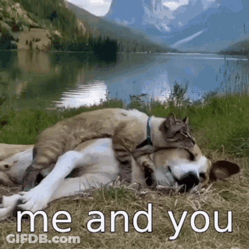 Me And You Snuggling Cat And Dog GIF