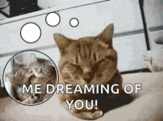 Me Dreaming Of You Cat GIF