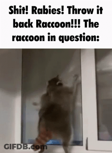 Me Realizing I Got Hit By The Rabies Master Secret Technique GIF
