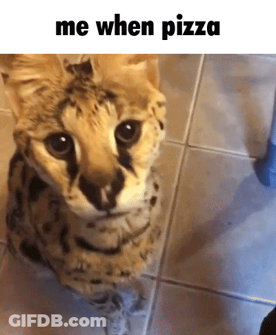 Me When Pizza Cat Sitting On Tile Floor GIF