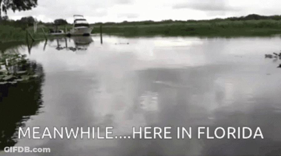 Meanwhile Here In Florida Lake Monsters Bait GIF
