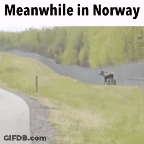 Meanwhile In Norway Moose Attack GIF