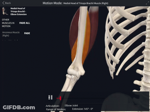 Medial Head Of Triceps And Elbow Joint GIF