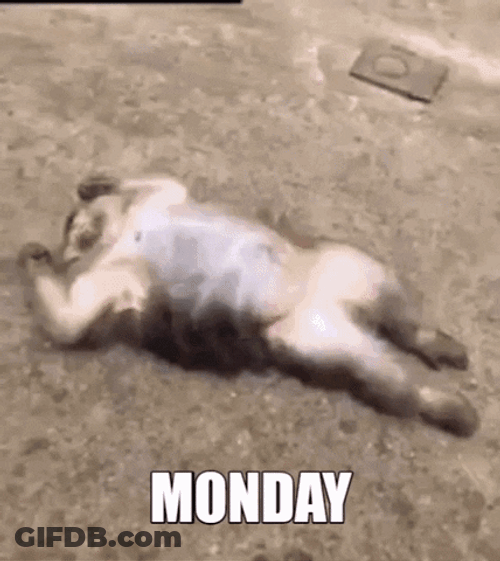 Medic Monkeys Crazy Monday GIF