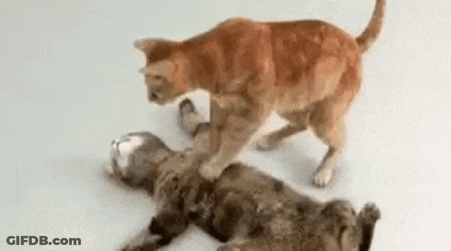 Médica Funny Cat Doing CPR GIF