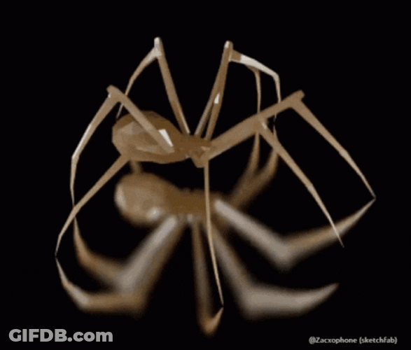 Mediterranean Insect Spider GIF