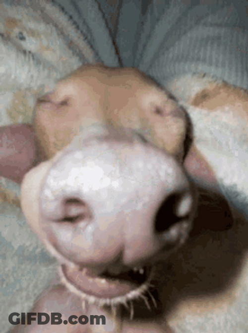 Meeko The Iggy Dog Snoring GIF