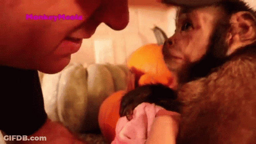 Meela The Monkey Kiss On Human GIF