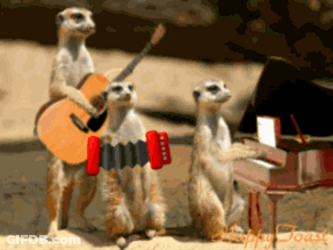 Meerkat Band Playing Musical Instruments GIF