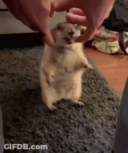 Meerkat Being Petted By Hands GIF