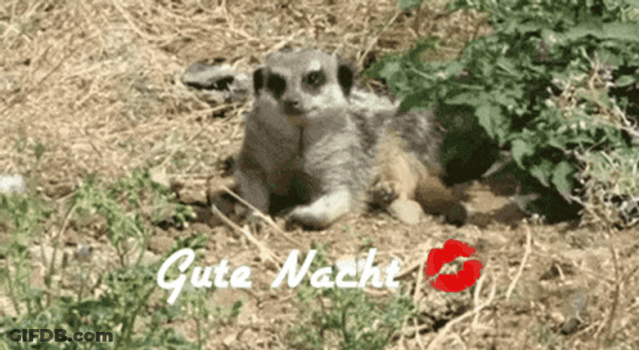 Meerkat Cute Natch GIF