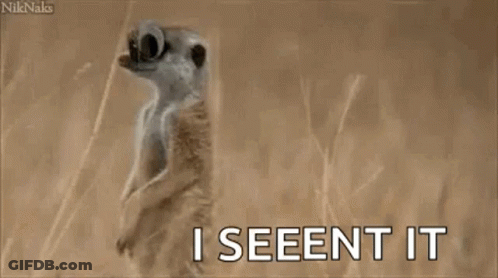 Meerkat Googly Eyes GIF