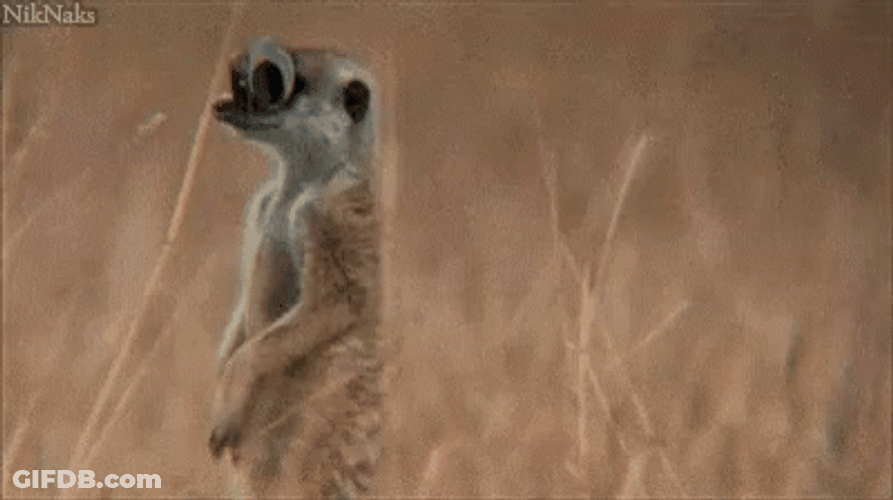Meerkat Googly Eyes On Savanna GIF