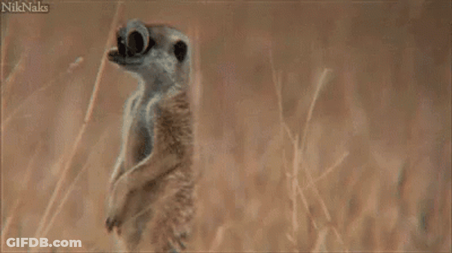 Meerkat GIF