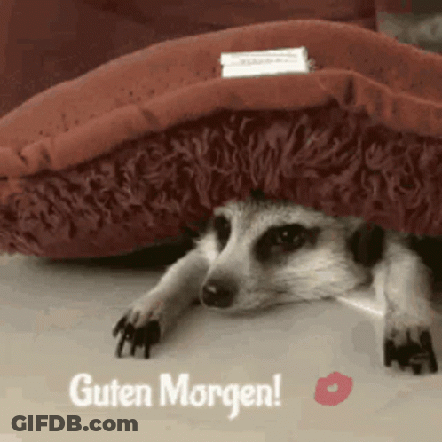 Meerkat Hiding Under Pillow Guten Morgen GIF