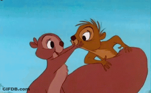 Meerkat Kissing Another Meerkat GIF