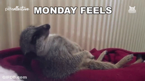 Meerkat Laying On Back On Bed With Blanket GIF