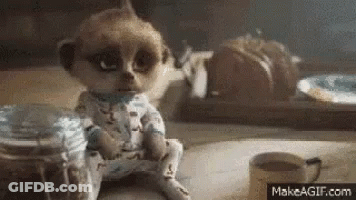 Meerkat Sitting At Table With Coffee And Food GIF