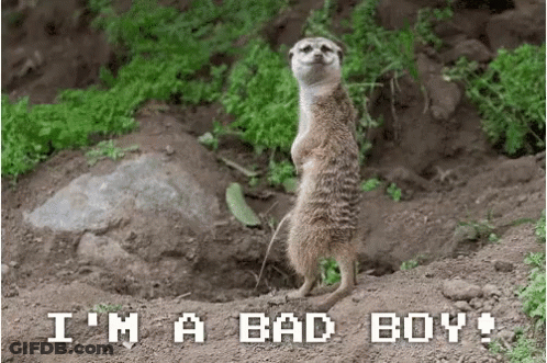 Meerkat Standing In Dirt Saying I'm A Bad Boy GIF