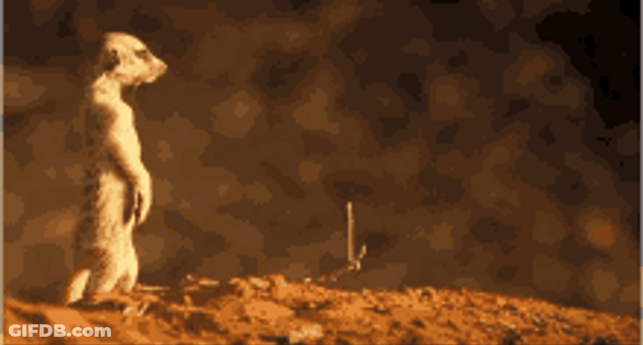 Meerkat Standing Upright Searching For Predators GIF