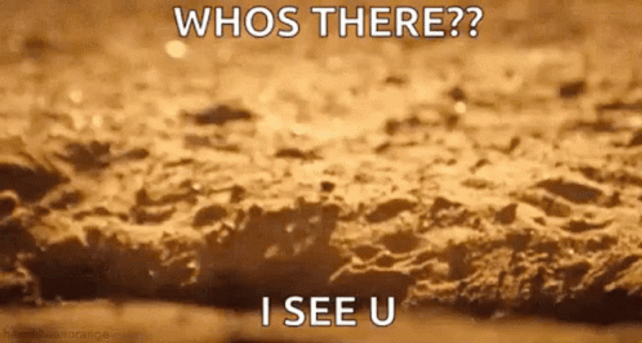 Meerkat Who's There I See You GIF