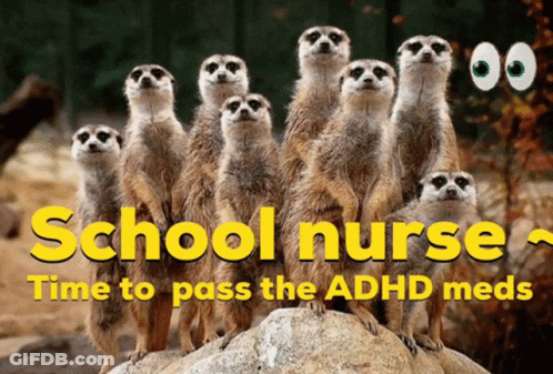 Meerkats Standing On Rock GIF