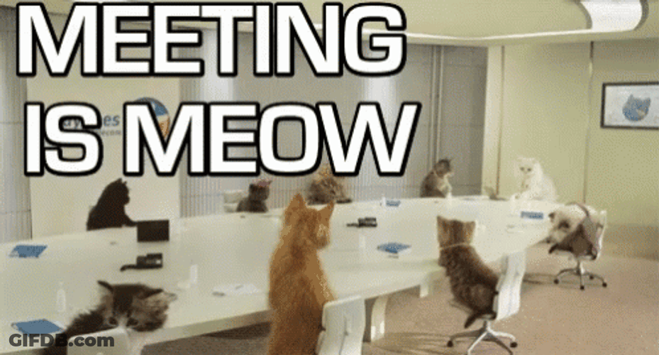 Meeting Is Meow GIF