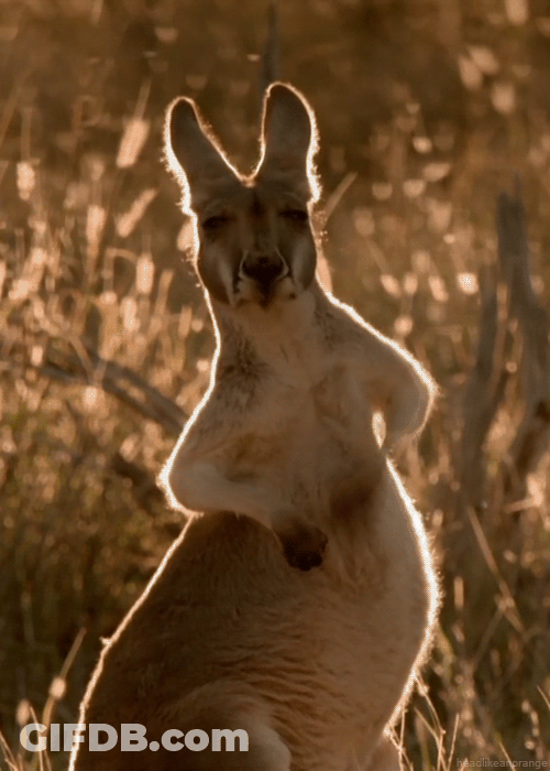 Meh Face Kangaroo GIF