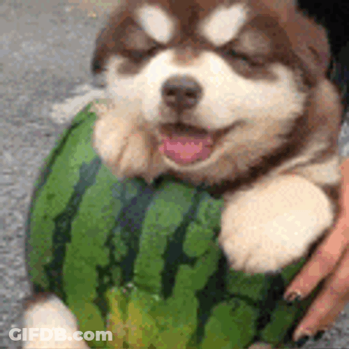 Melon GIF